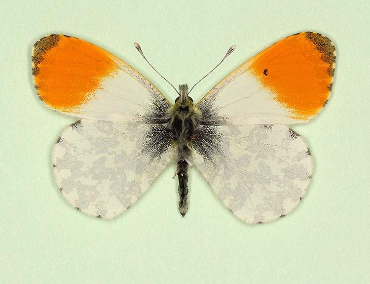 Anthocharis cardamines male (aberrant form sinis-immaculata) (Internet Image property of respective owner, non-commercial use only)